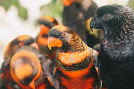 Dusky lories (Pseudeos fuscata) or banded Lories or Nuri kelam with orange and black feather