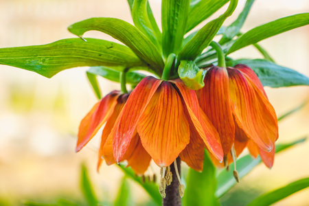 Bright spring flowers fritillary. Orange lilies or imperial crown close-up. Flowering plants Fritillaria imperialis in home garden. Gardening and growing plants.の写真素材