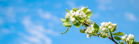 Flowering spring tree on blue sky background. Fresh white flowers close up. Banner format.の写真素材
