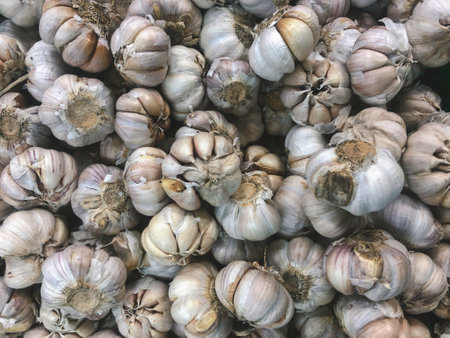 White garlic pile texture. Fresh garlic on market table closeup photo.の写真素材
