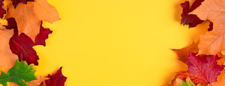 Frame from fallen autumn maple leaves on a bright yellow background. Colorful fall foliage. Backdrop for design. Copy space. Banner formatの写真素材