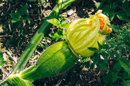 Growing zucchini in a greenhouse. Young fresh green vegetables close up. Gardening and agriculture.の写真素材