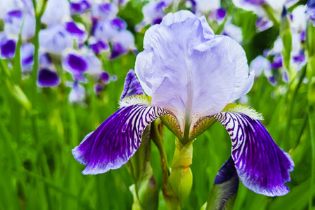 Purple flowers irises in garden. Striped petal violet bearded iris or barbata. Growing ornamental...