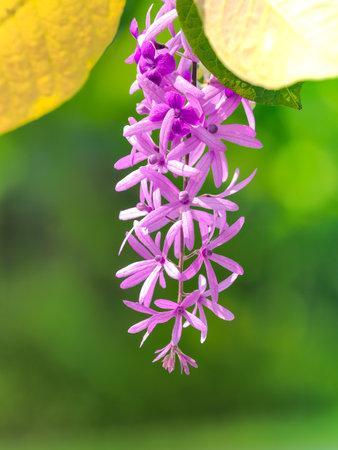 A petrea volubilis bouquet of beautiful wreaths on a blurred green backgroundの写真素材