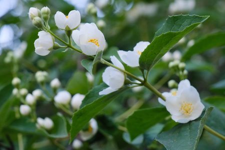 beautiful white philadelphus flowers with green leaves outdoors, bush blossom, blooming petals on a jasmine bush branches close-up in the summer garden, shrub foliage with flower pattern, backgroundの写真素材