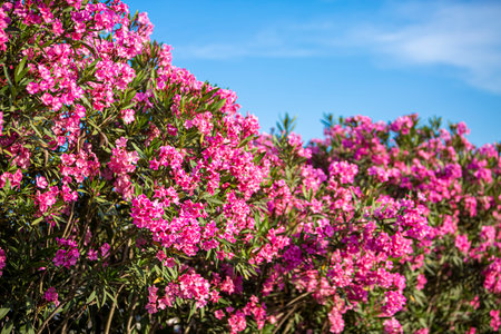 A beautiful bunch of Nerium oleander flowers.