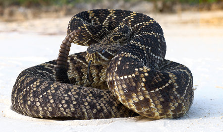 eastern diamond back rattlesnake (crotalus adamanteus) coiled in defensive strike pose with tongue...