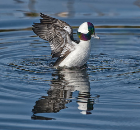 Bucephalus alveolar (bufflehead drake duck) spreading wings and flicking off water in a pond showing...