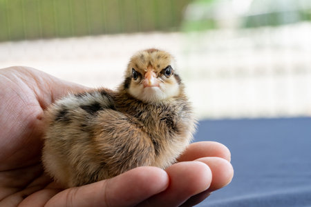 adorable Wyandotte chick on human man hand in outdoor light with blur background.の写真素材