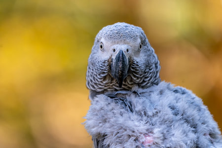 Baby African grey parrot with red tail hang on to the branch in the forestの写真素材