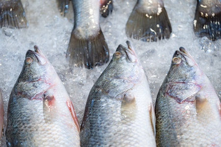 close up to the Fresh fish on the ice for sale in the Asia Fresh Marketの写真素材