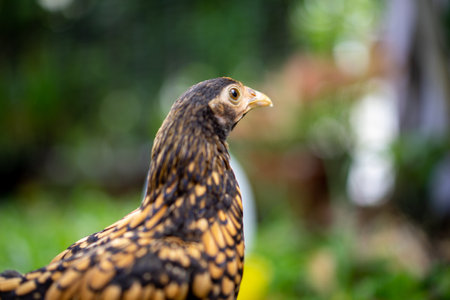 Close up SeBright Chick brown colour in the green garden blur background..の写真素材