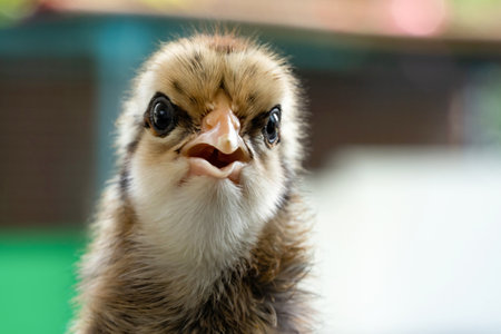 close up to Baby Mini Wyandotte Chick head and face on green garden bokeh blur background.の写真素材