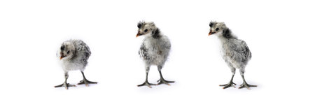 Isolated Cute white gray baby Appenzeller Chicks set on the row on white clear background studio light.の写真素材