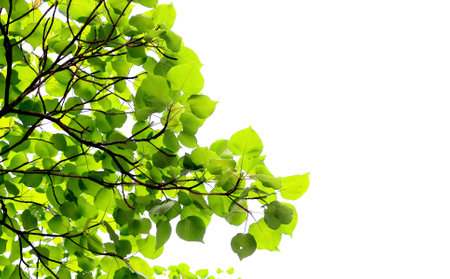 Branch of green beech leaves. Isolated on white