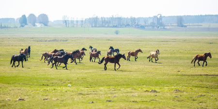 huge herd of horses in the field. Belarusian draft horse breed. symbol of freedom and independenceの写真素材