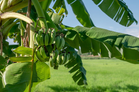 Green bananas on the banana tree agriculture in the rice fieldの写真素材