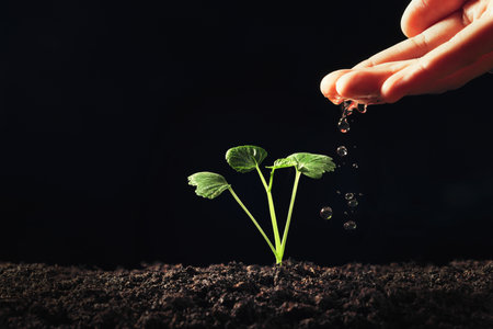 hand watering young plant in gardenの写真素材