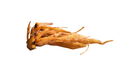 Boesenbergia rotunda (L.) Mansf. (Finger Root) on white Background . Medicinal Used Rhizome : treatment of oral diseases such as aphthous ulcer and dry mouth, stomach discomfort and leukorrhea; diuretic, antidysentericの写真素材