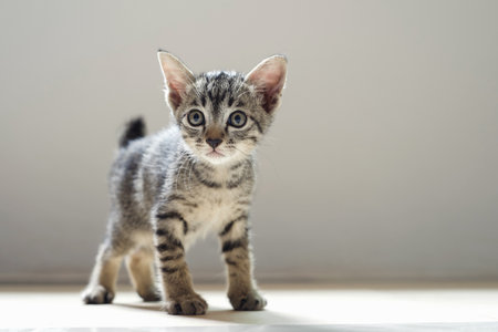 cute cat standing in room and mornig light