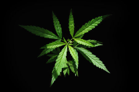 fresh cannabis leaf isolate on black backgroundの写真素材