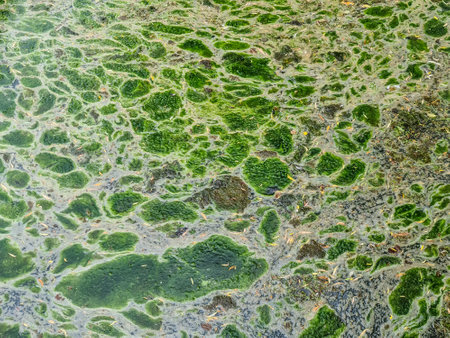 Background texture pattern of algea forming thick layer on water surface.の写真素材