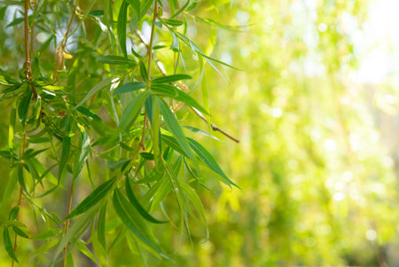 Green young spring leaves from willow tree. Variable focus.の写真素材