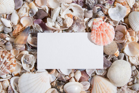 Top view of seashells and starfish with a sheet of paper or business card. Creative summer abstract background flat lay with copy space.の写真素材