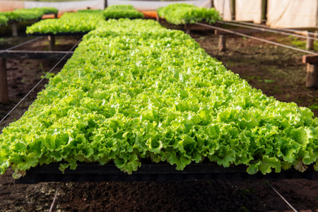 greenhouse for the production of curly lettuce.の写真素材