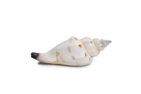 Beautiful sea shell isolated on white background