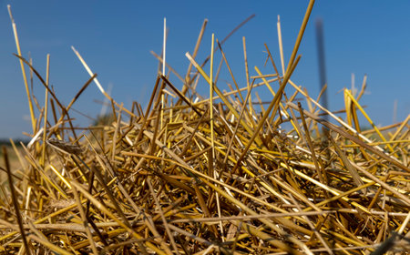 An agricultural field on which wheat straw remains after the grain harvest, a field with cereals in...