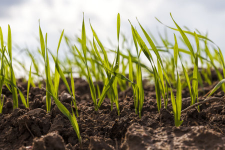 agricultural field where cereals are grown, agriculture in Europeの写真素材