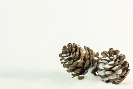 The Pine cones on snow image background.の写真素材