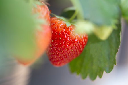 Close up strawberries in growth at garden, Strawberry plant in nature gardenの写真素材