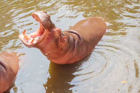 common hippopotamus (Hippopotamus amphibius) close upの写真素材