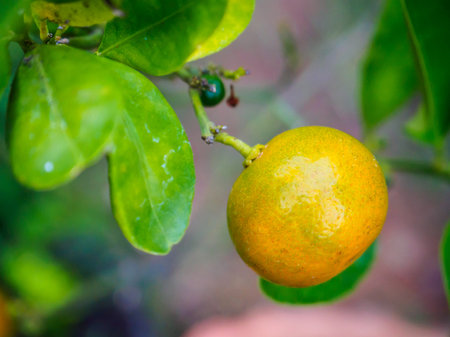 fresh oranges hanging on branchの写真素材