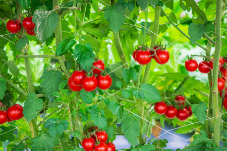 Fresh ripe red tomatoes plant growth in organic greenhouse garden ready to harvestの写真素材