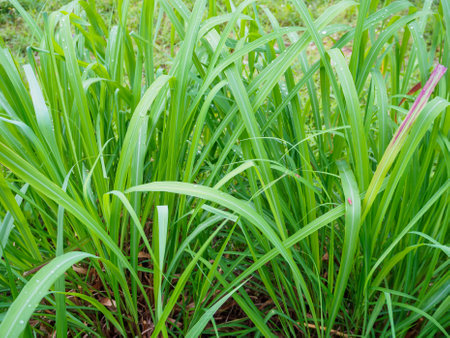 Water drop on Fresh Lemon grass herbal plant green leaf backgroundの写真素材