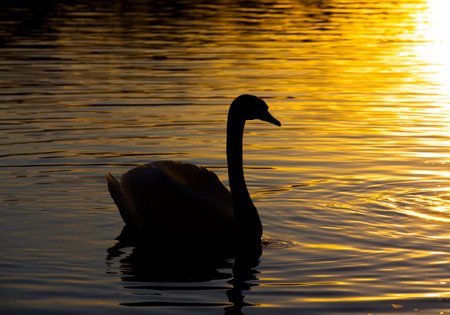 floating at sunset one swan, swan in the springtime in the golden rays during sunset, springtime on the lake with a lone Swanの写真素材