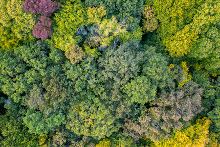 Autumn color forest. Aerial view from a drone over colorful autumn trees in the forest.