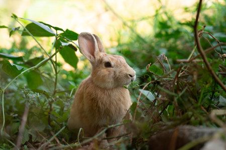 Brown rabbit sitting on meadow & eating green leaf. Cute sweet lovely furry bunny in summer sunny dayの写真素材