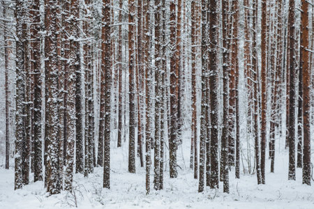 Beautiful winter forest. Trunks of trees covered with snow. Winter landscape. White snows covers ground and trees. Majestic atmosphere. Snow nature. Outdoor shotの写真素材