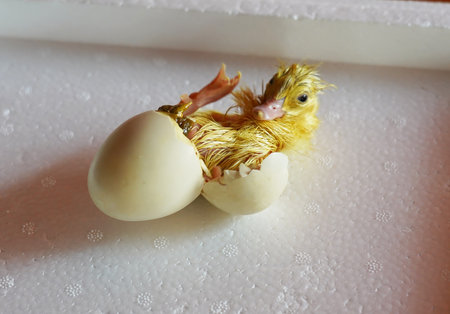 little yellow duckling hatched from an egg, chick out of egg
