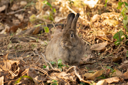 Fluffy brown rabbit in the forestの写真素材