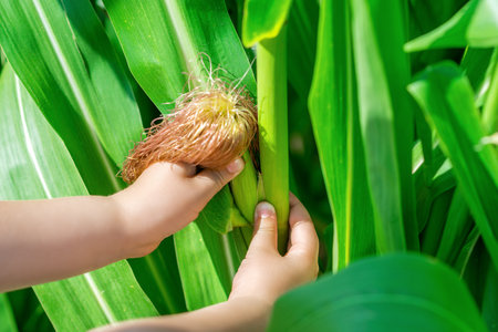 Close up of cob of corn growing in garden in hands of little child in summerの写真素材