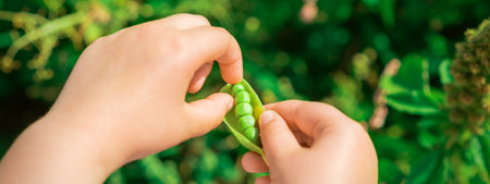 Close up of fresh open pod of green peas in the hands of a child.の写真素材