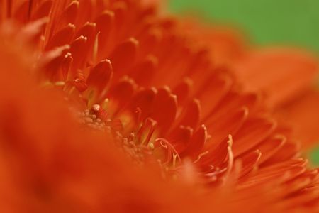 Flower macroの写真素材