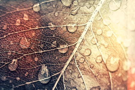 Moist leavesの写真素材