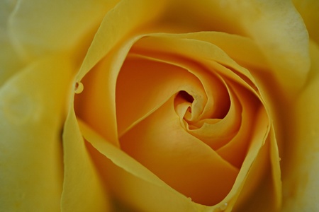 Yellow roseの写真素材