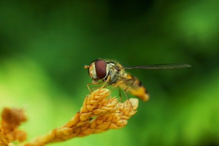 fly macroのeditorial素材